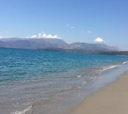Olivensun 8 *